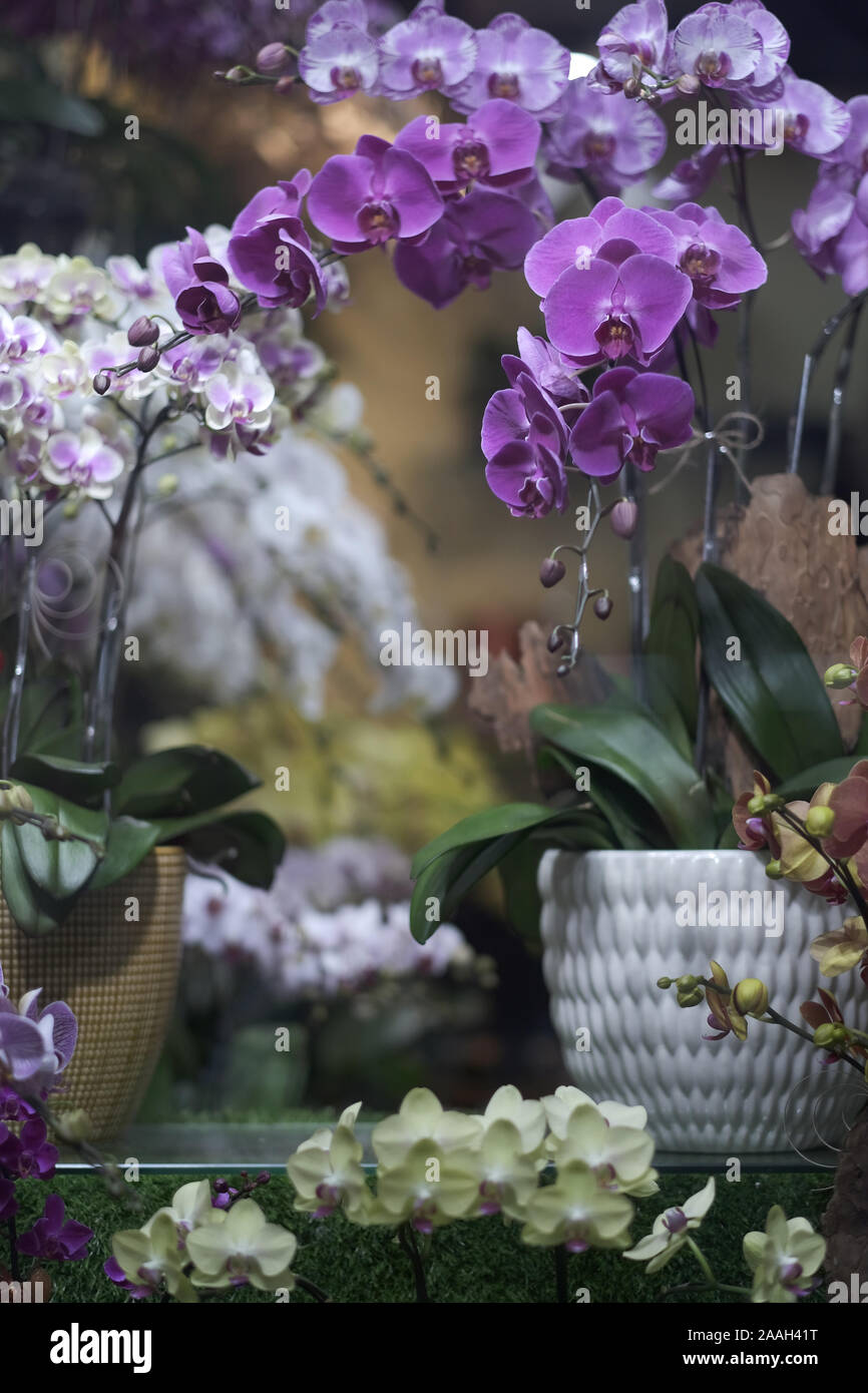 Fiori ornamentali di phalaenopsis orchidee di diversi colori in vasi di ceramica Foto Stock