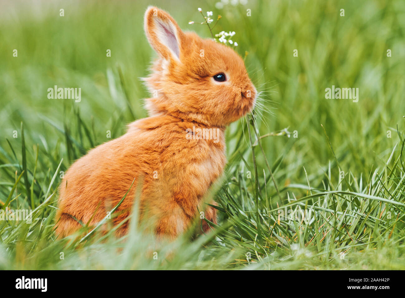 coniglio carino sulle sue gambe di hind tra l'erba Foto Stock