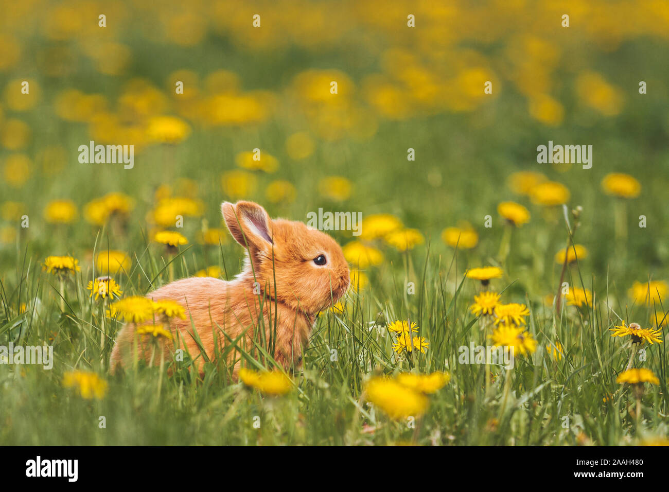 cute coniglio rosso tra i dandelioni Foto Stock