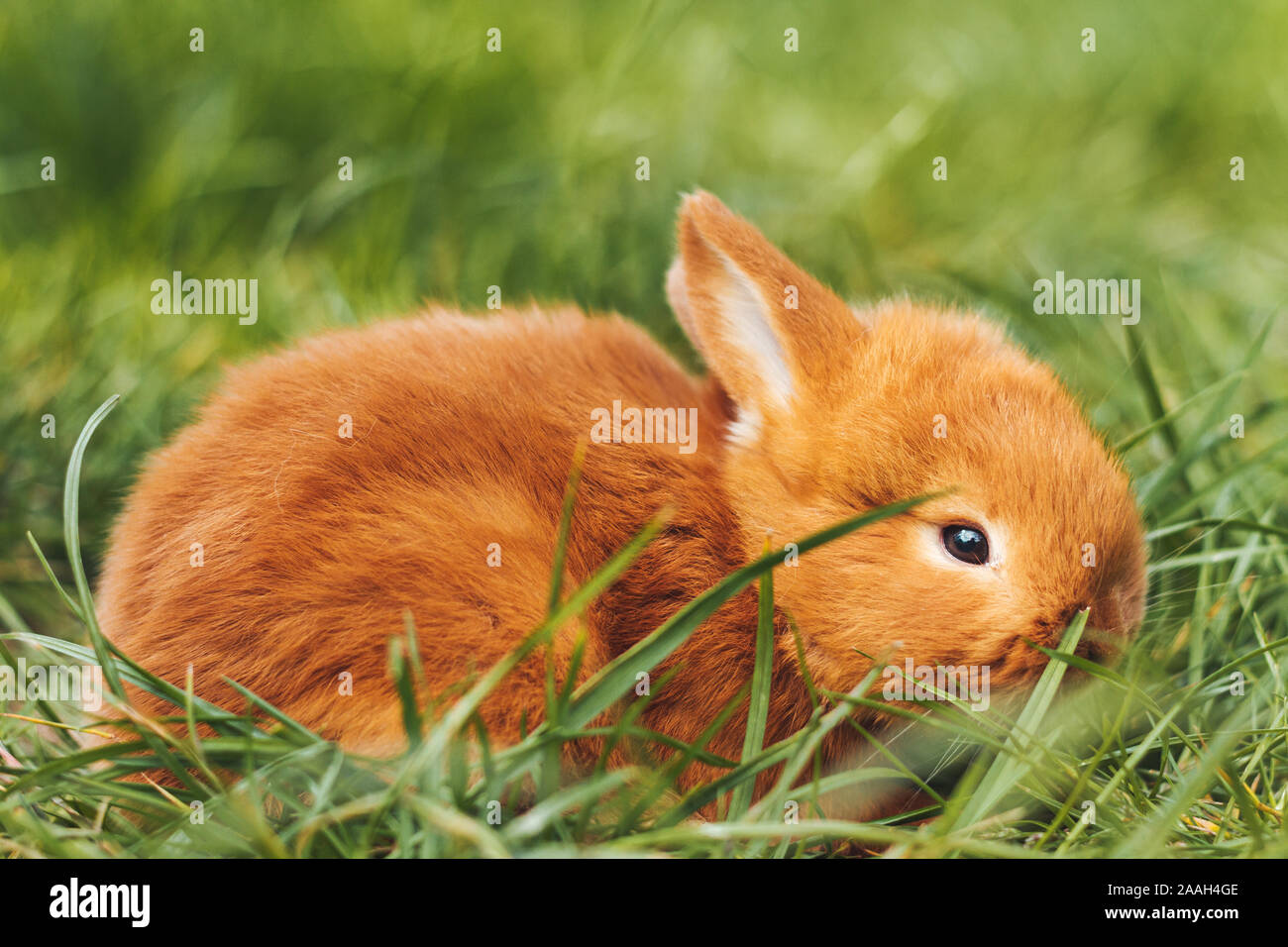 coniglio rosso piccolo tra erba verde Foto Stock