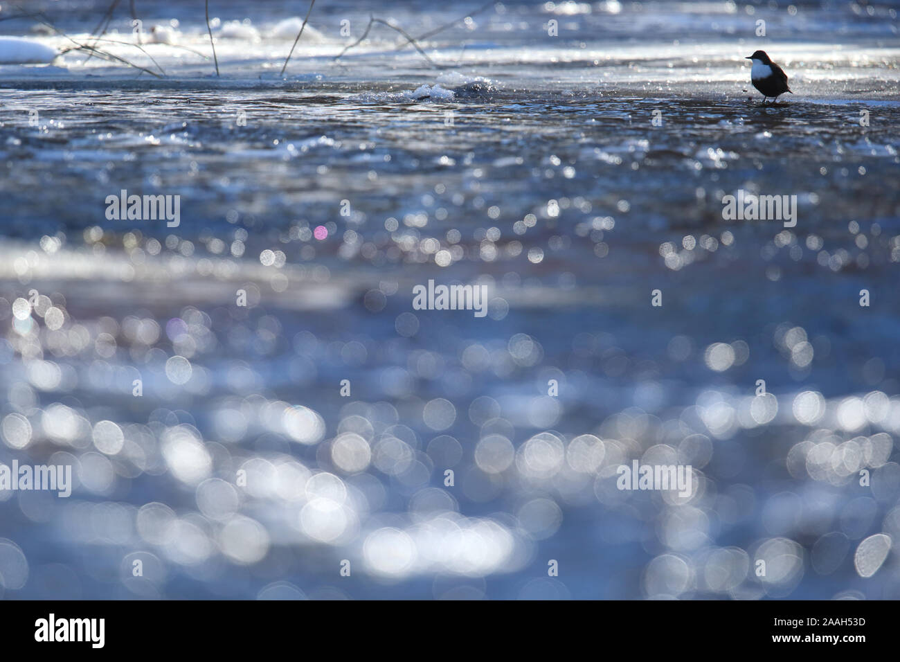 Bilanciere (Cinclus cinclus) in inverno, Europa Foto Stock