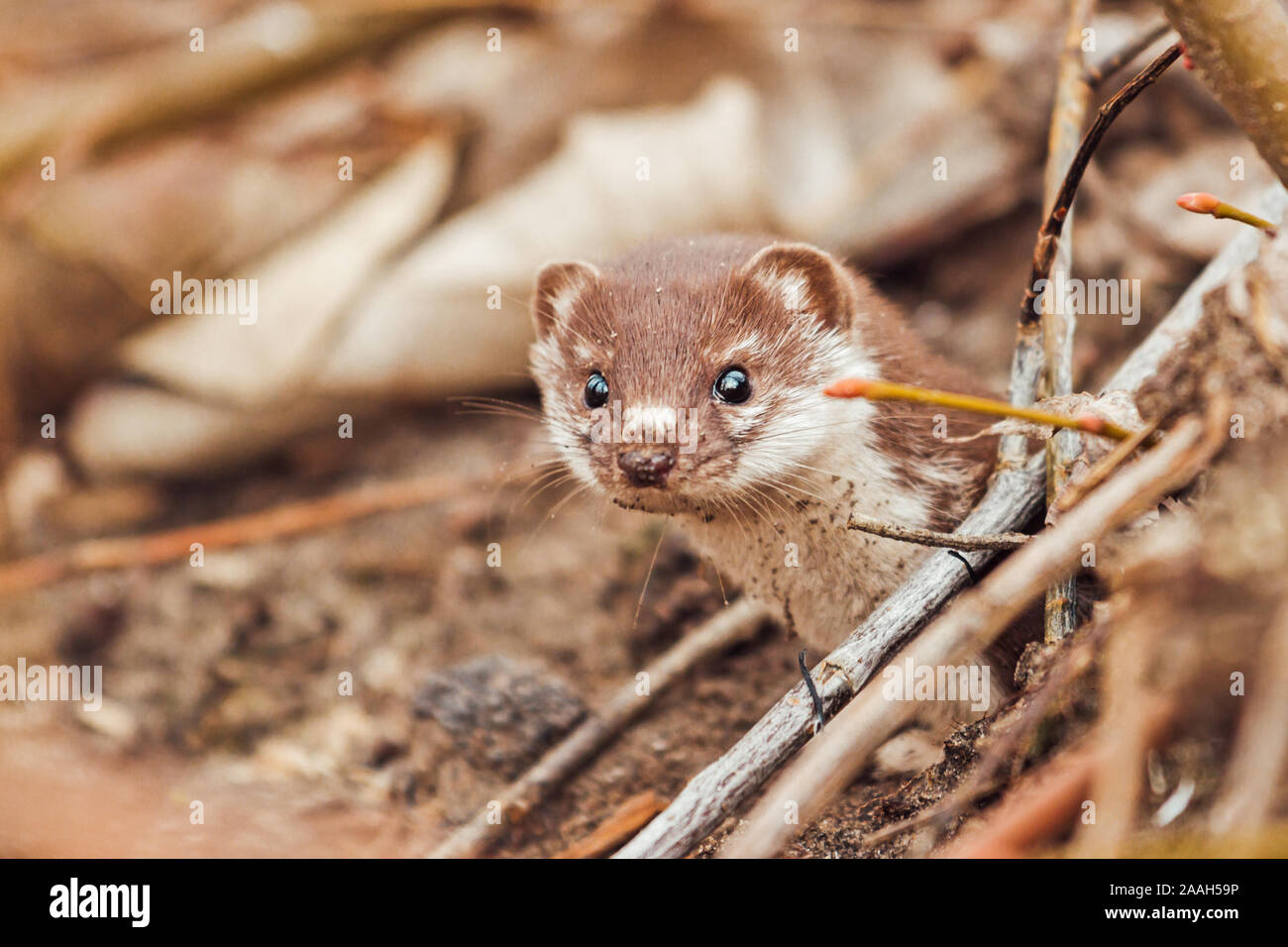 weasel con un viso saponato svanirà da sotto le foglie cadde Foto Stock