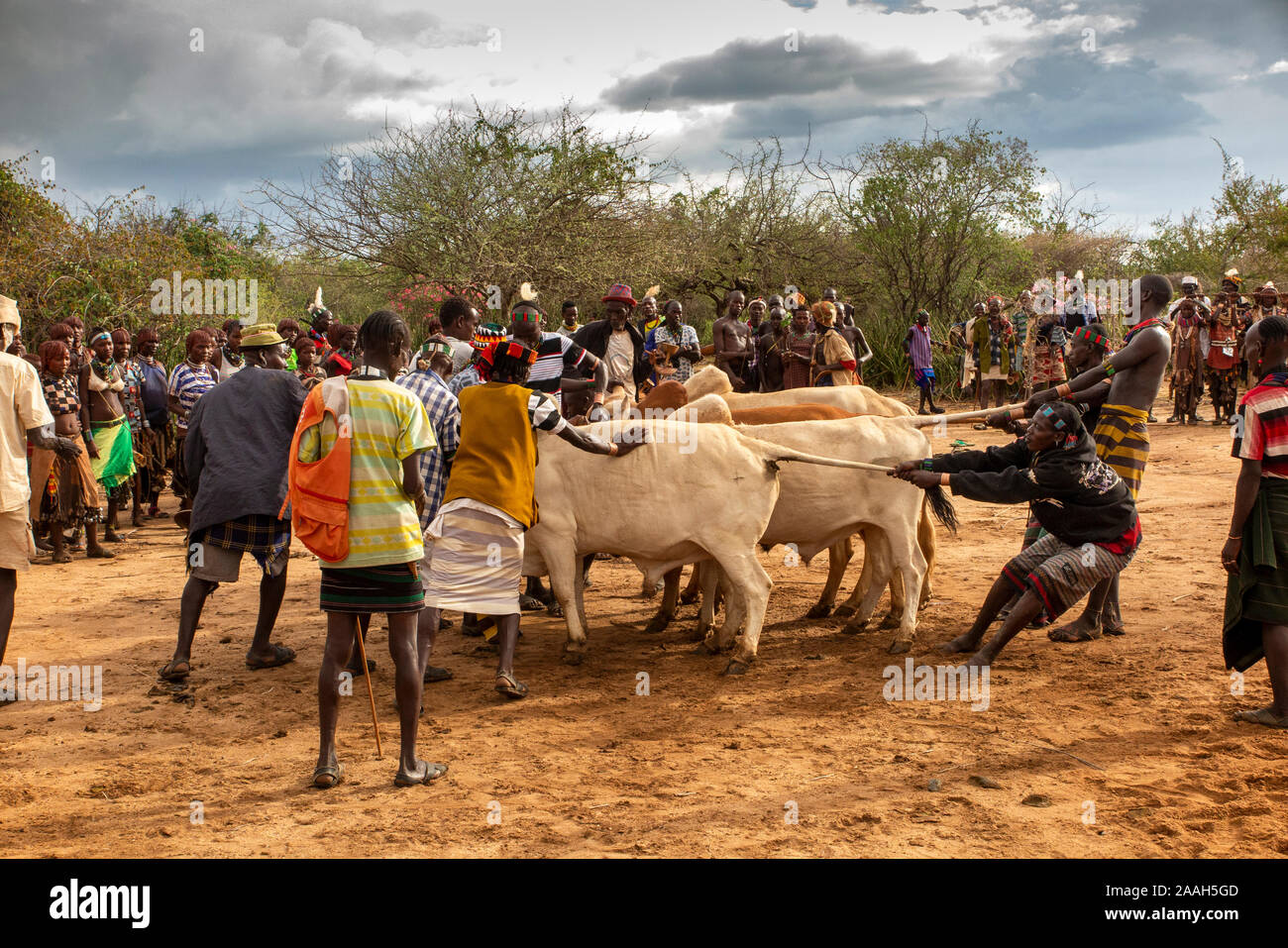Etiopia, Sud Omo, Turmi, bull jumping cerimonia, Hamar uomini lo spostamento manuale dei tori in linea Foto Stock
