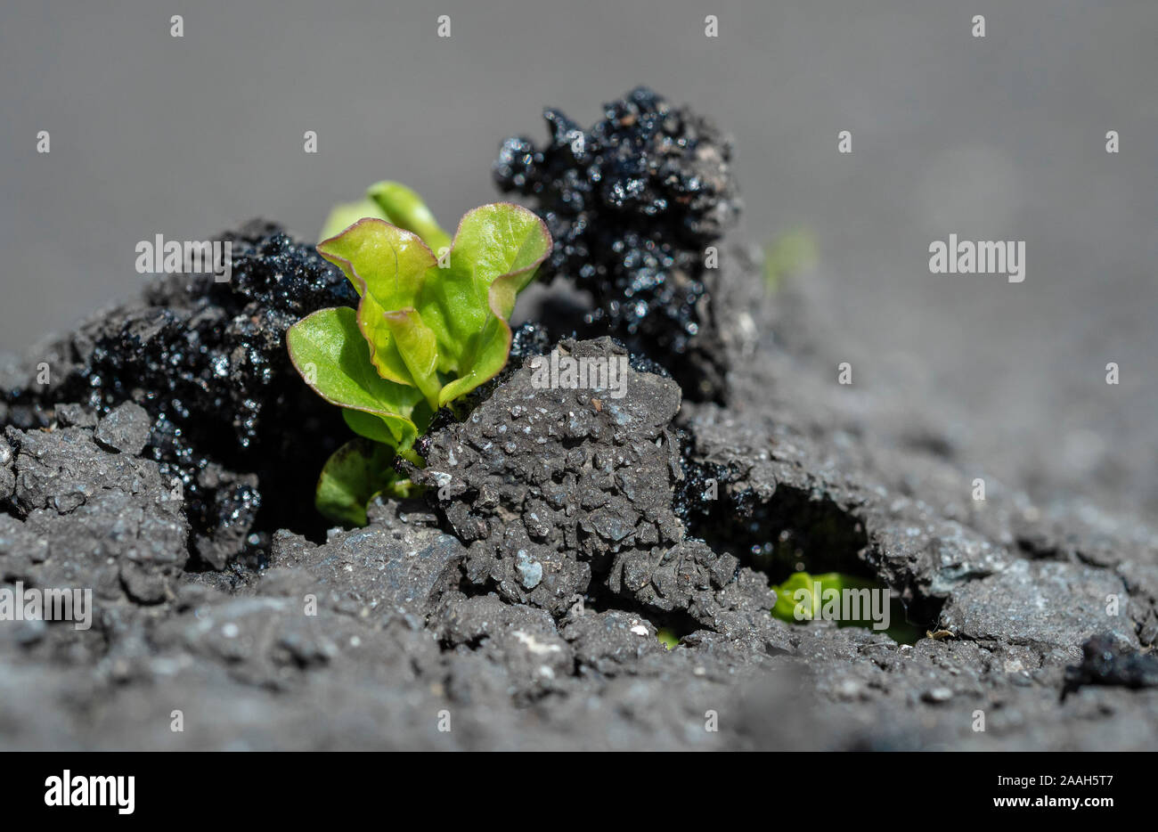 Impianto (Convolvus) emergente da un tappeto di macadam. Piercing avviene sotto grande pressione accumulata dal lento ma costante la divisione cellulare. Foto Stock