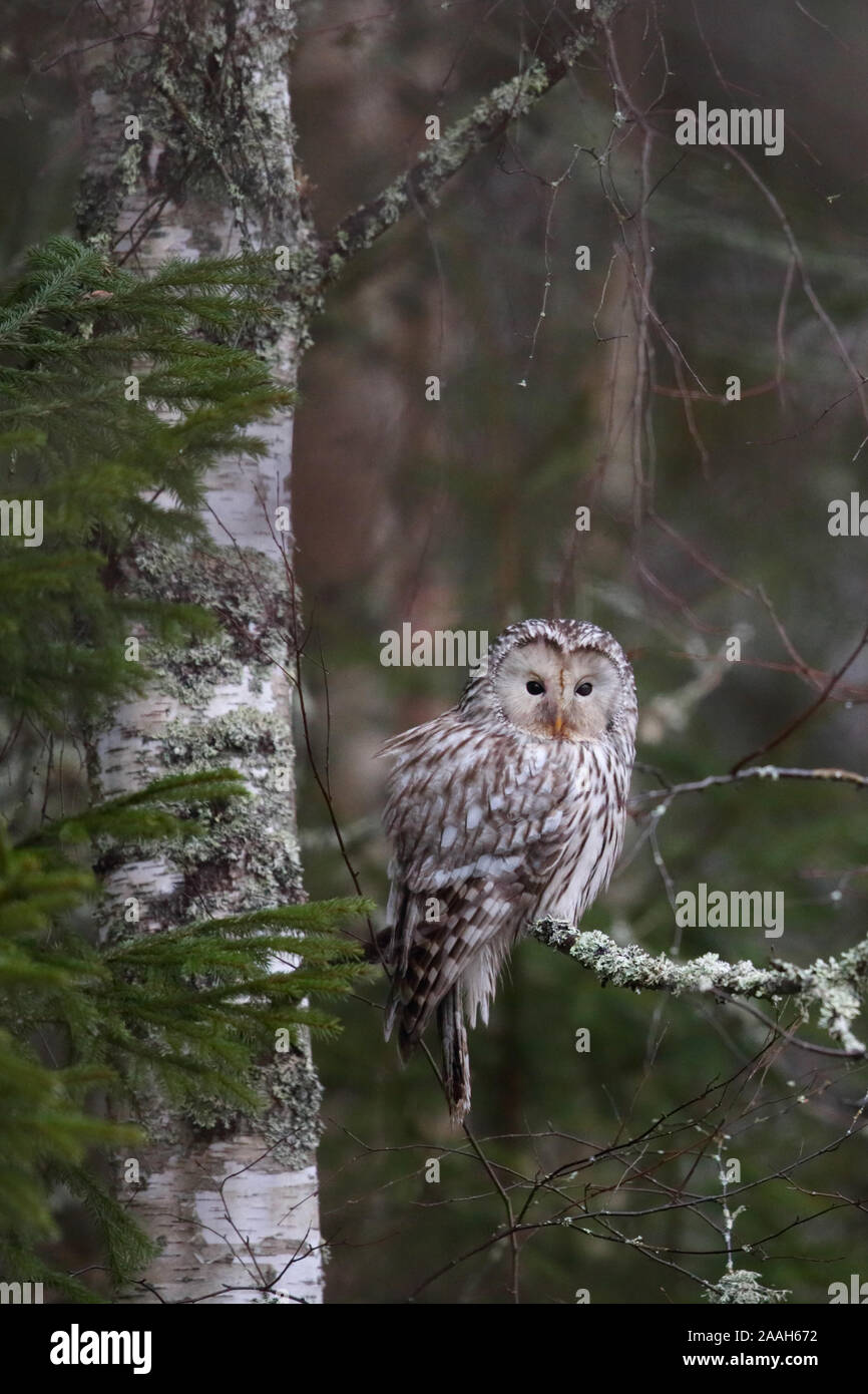 Ural Allocco (Strix uralensis) nella foresta boreale, gennaio, l'Europa. Foto Stock