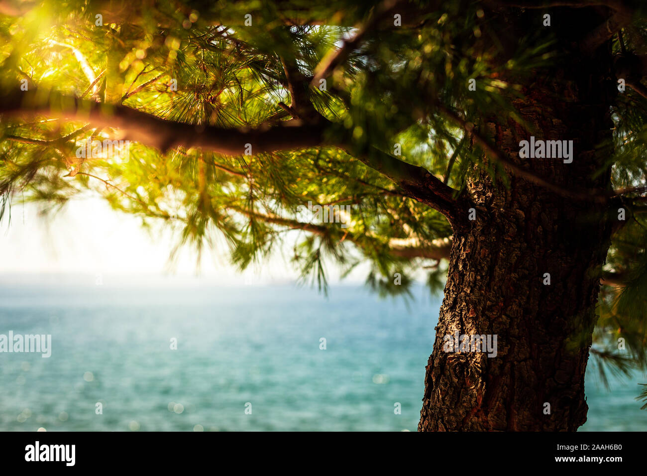 Raggi di sole che splende attraverso un albero a la costa del mar Mediterraneo presso il lungomare vicino al castello di Miramare a Trieste, Italia. Foto Stock