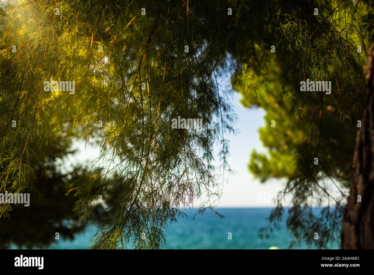 Raggi di sole che splende attraverso un albero a la costa del mar Mediterraneo presso il lungomare vicino al castello di Miramare a Trieste, Italia. Foto Stock