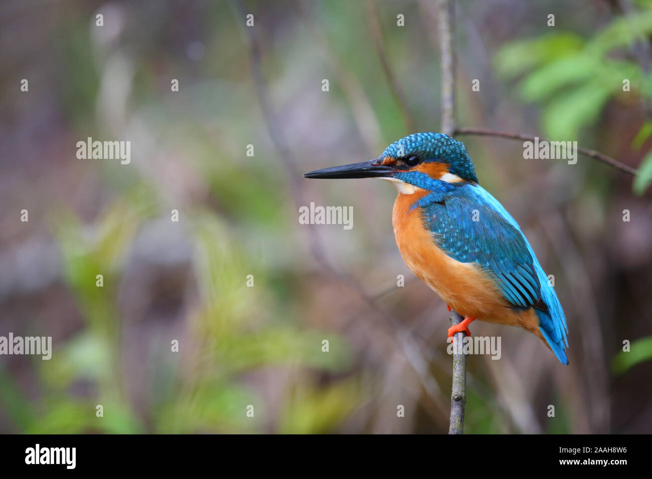 Kingfisher (Alcedo atthis) nella stagione riproduttiva, molla, Europa Foto Stock