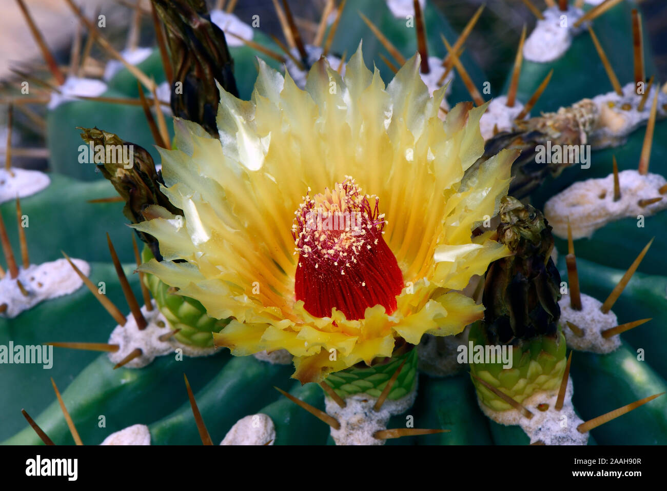 Kaktus (Ferocactus pottsii), Vorkommen Mexiko Foto Stock