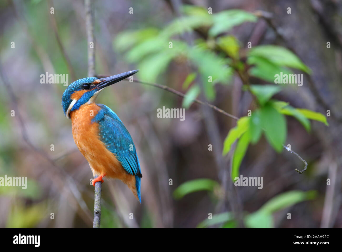 Kingfisher (Alcedo atthis) nella stagione riproduttiva, molla, Europa Foto Stock