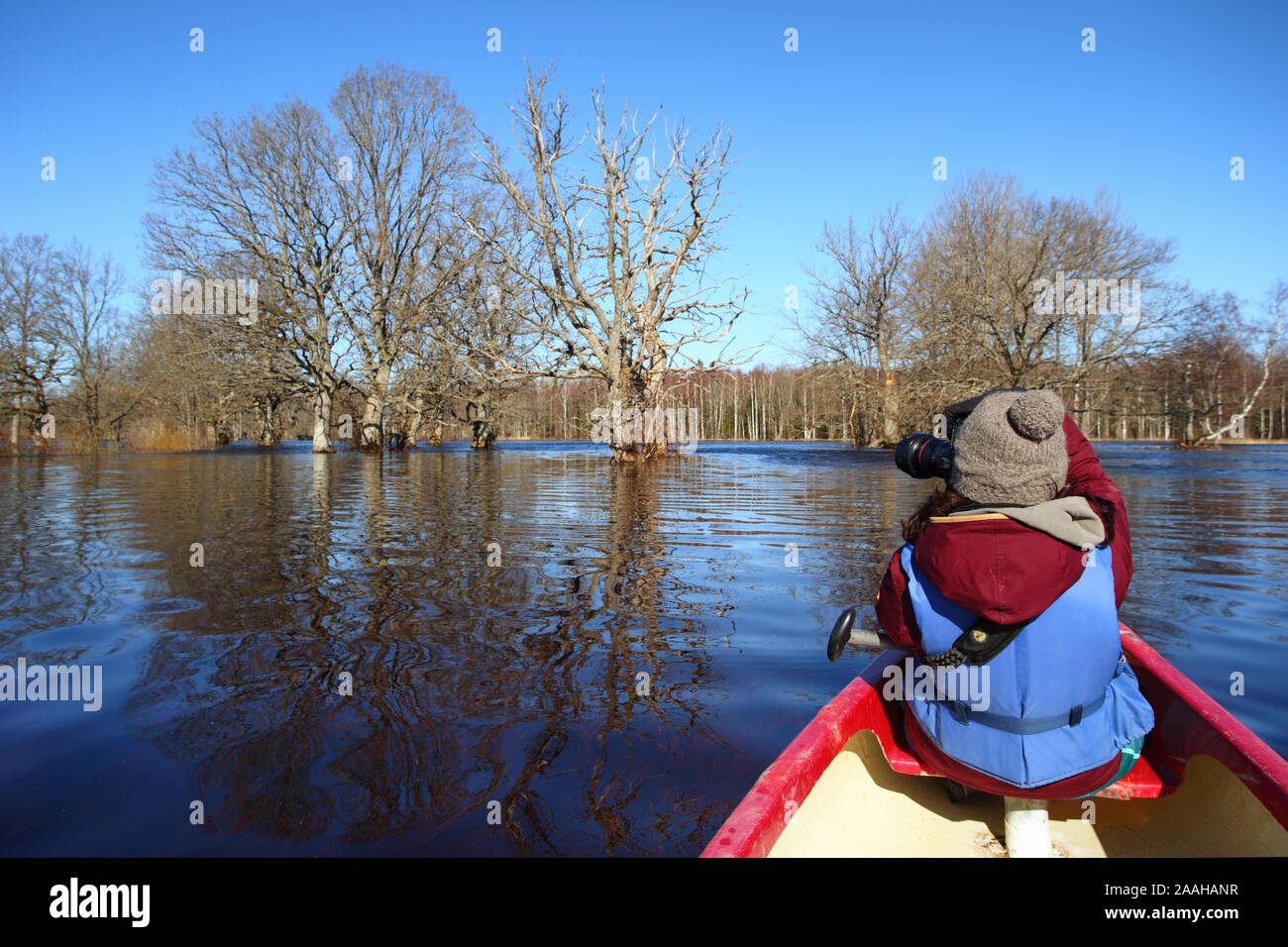 Quinta stagione canoismo viaggio in Soomaa National Park, donna su canoe di scattare una foto in primavera allagata foresta, Estonia Foto Stock