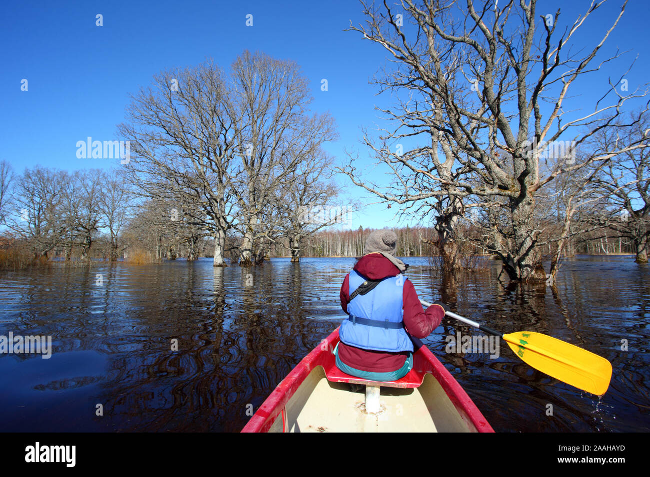 Quinta stagione canoismo viaggio in Soomaa National Park, donna in canoa con pagaia in barca a vela nella molla allagata foresta, Estonia Foto Stock