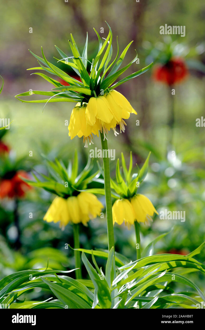 Kaiserkrone ,Fritillaria imperialis Foto Stock