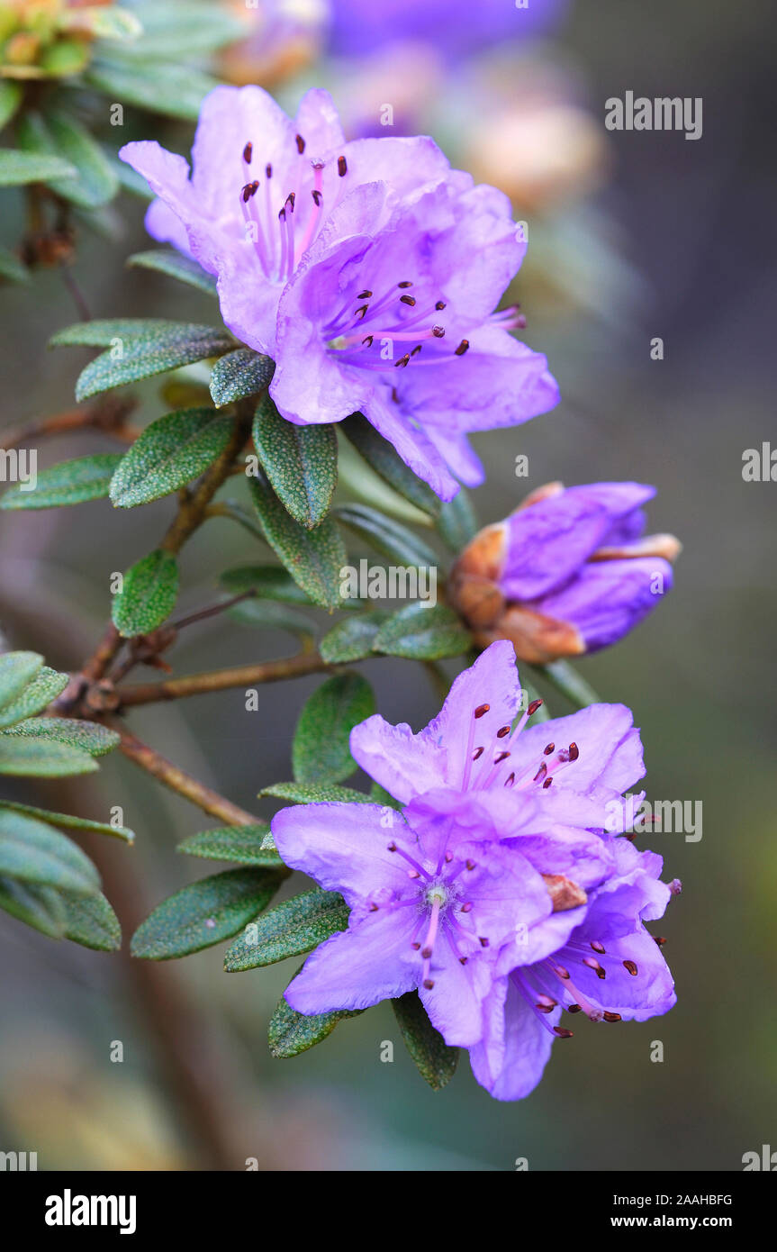 Unzugängliche Alpenrose , Rhodedendrum impeditum Foto Stock