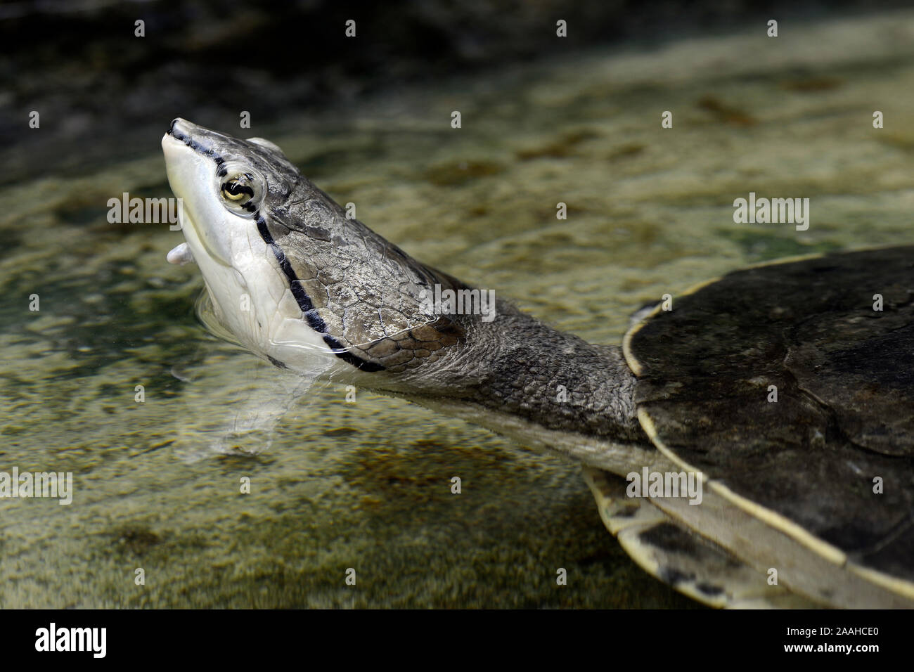 Froschkopf-Schildkröte (Phrynops hilari), prigionieri Vorkommen Südamerika Foto Stock