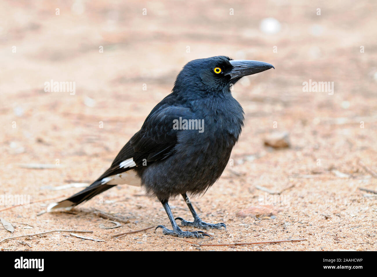 Schwarze Würgekrähe, Nero Currawong, Strepera gracinula, Warrumbungle NP, Australien Foto Stock