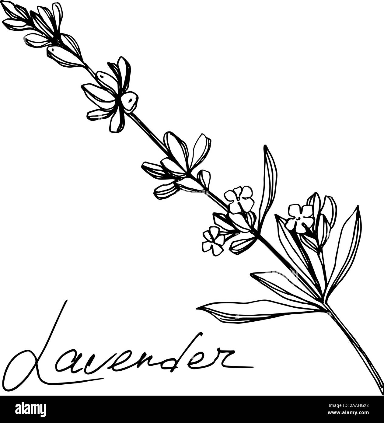 Vettore floreale di lavanda fiori botanica. Bianco e nero inchiostro inciso art. Lavanda isolato illustrazione elemento. Illustrazione Vettoriale