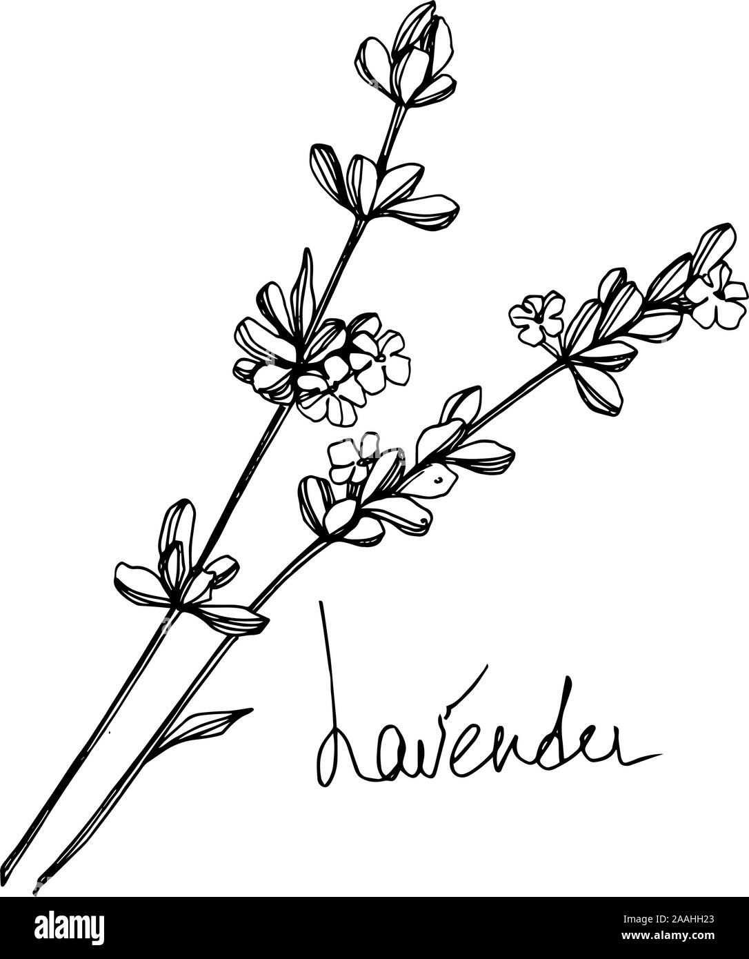 Vettore floreale di lavanda fiori botanica. Bianco e nero inchiostro inciso art. Lavanda isolato illustrazione elemento. Illustrazione Vettoriale