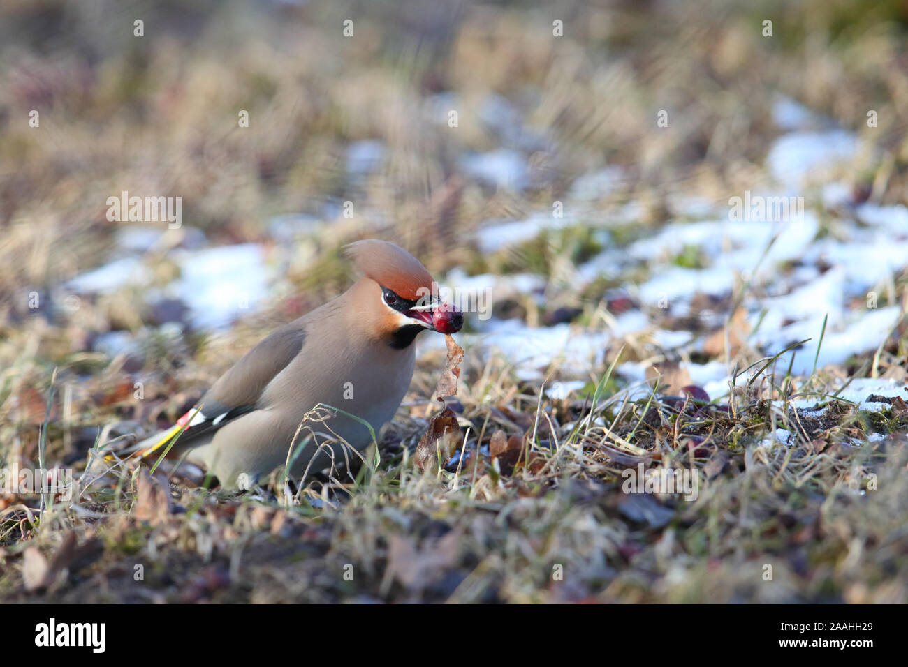 Alimentazione di Waxwing (Bombycilla garrulus). Europa Foto Stock