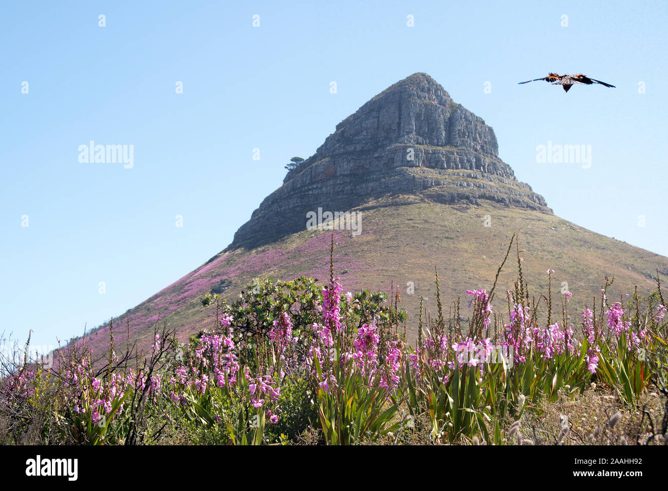 La bellezza della montagna in Città del Capo Foto Stock