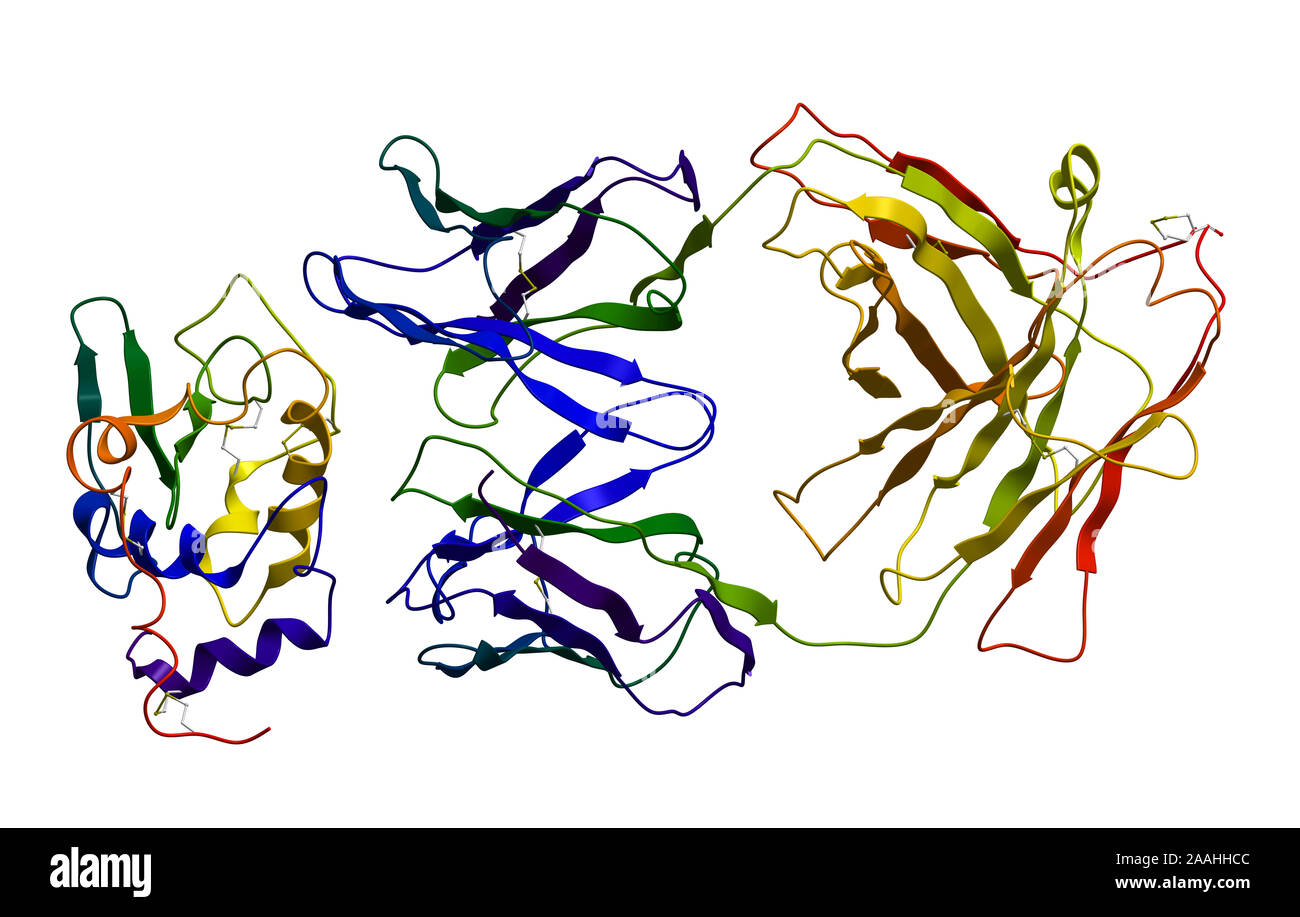 Immunoglobulina legato all'antigene Foto Stock