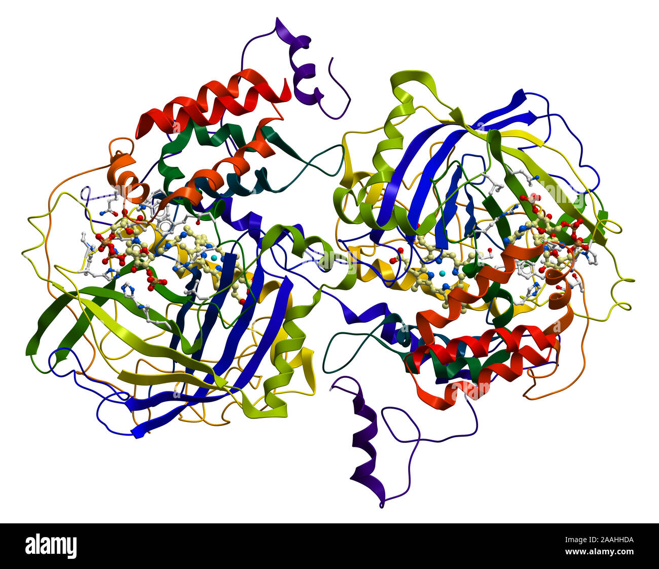 Enzima catalasi, un importante antiossidante in organismo Foto Stock