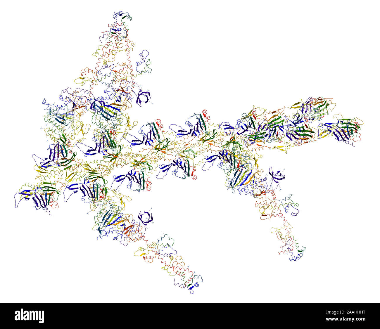 Motore molecolare: miosine di actina e provocare contrazioni muscolari Foto Stock