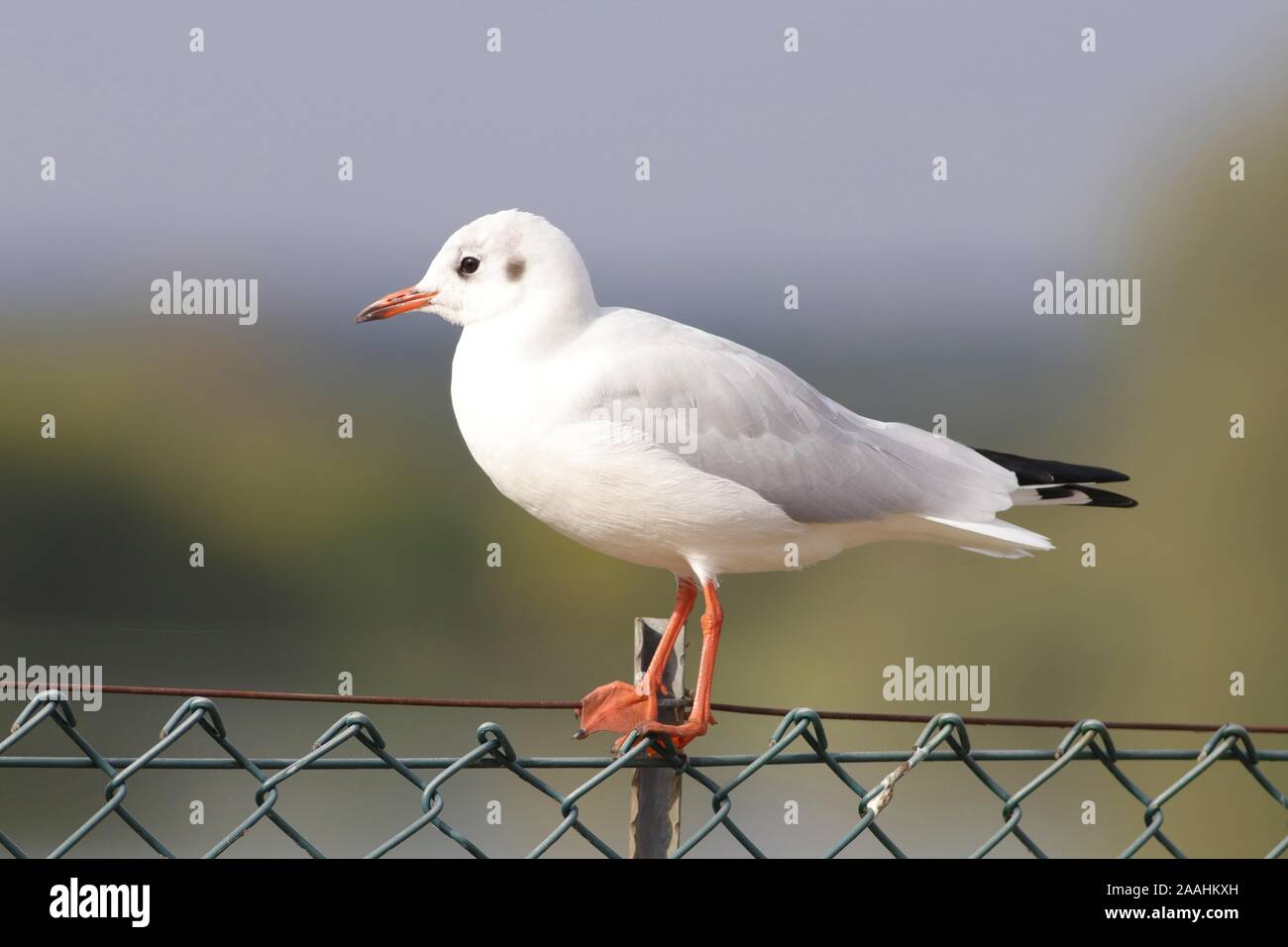 Gabbiano comune Foto Stock