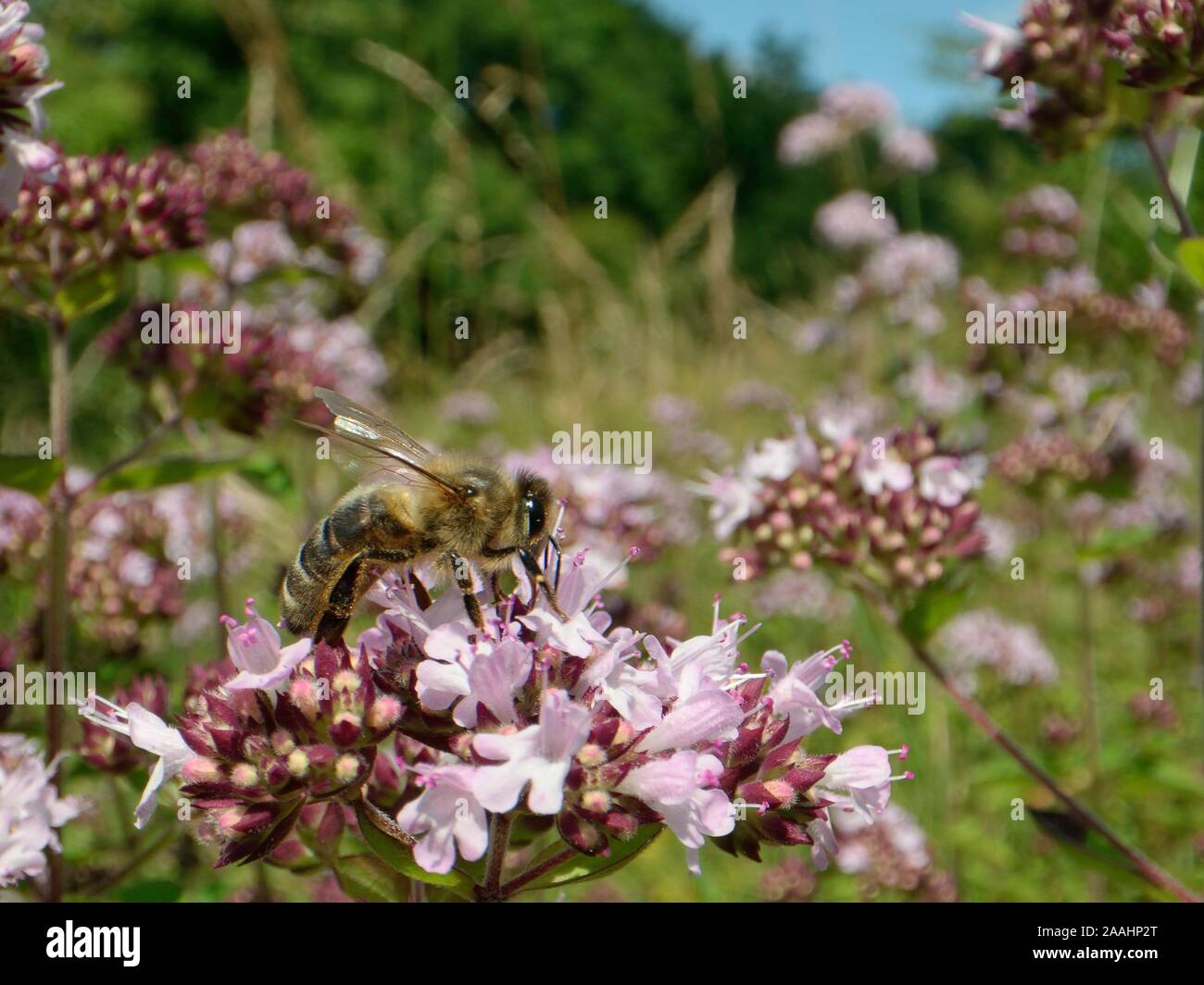Honeybee (Apis mellifera) nectaring su un selvatico MAGGIORANA (Origanum vulgare) flowerhead in un gesso prato pascolo, Wiltshire, Regno Unito, Luglio. Foto Stock