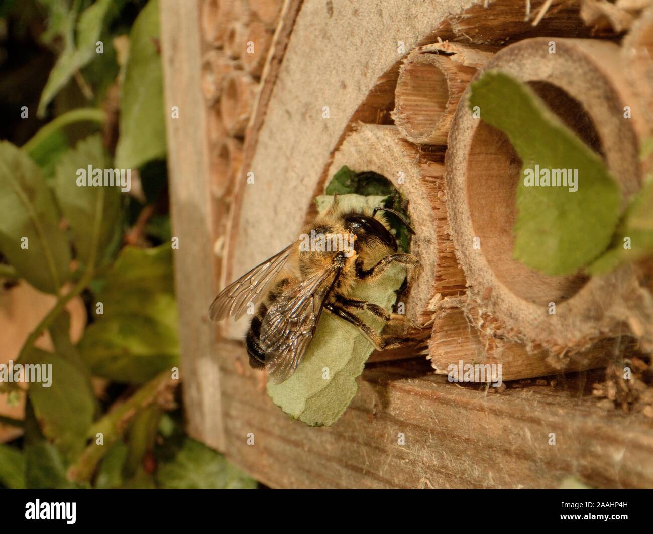 Foglia-fresa / Rose-cutter bee (Megachile willughbiella) portante una sezione circolare di foglia di rosa per il suo nido in un tubo di bambù in un insetto hotel, UK. Foto Stock