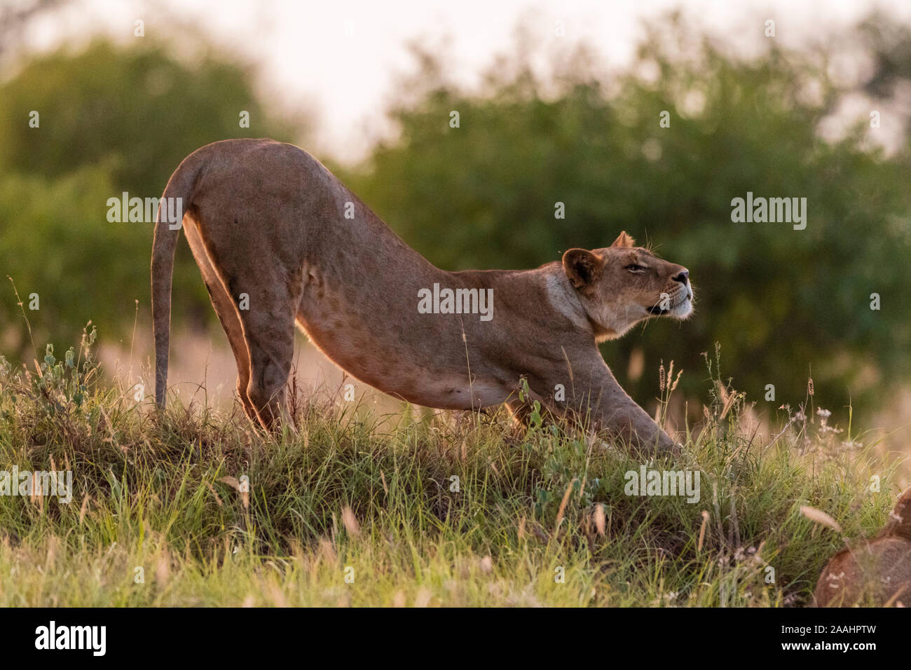 Leonessa, Panthera leo, stretching, Voi Tsavo, Kenya Foto Stock