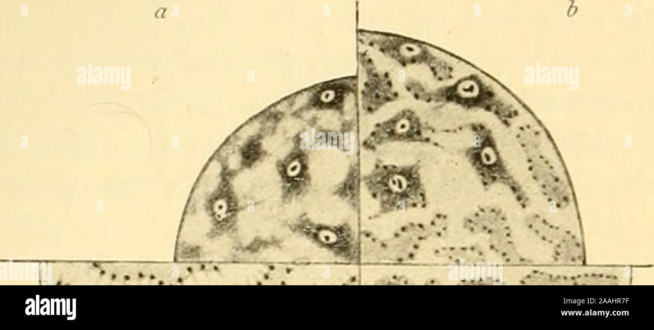 'Die mikroorganismen. Mit besonderer berücksichtigung der ätiologie der infektionskrankheiten" (1896) Foto Stock