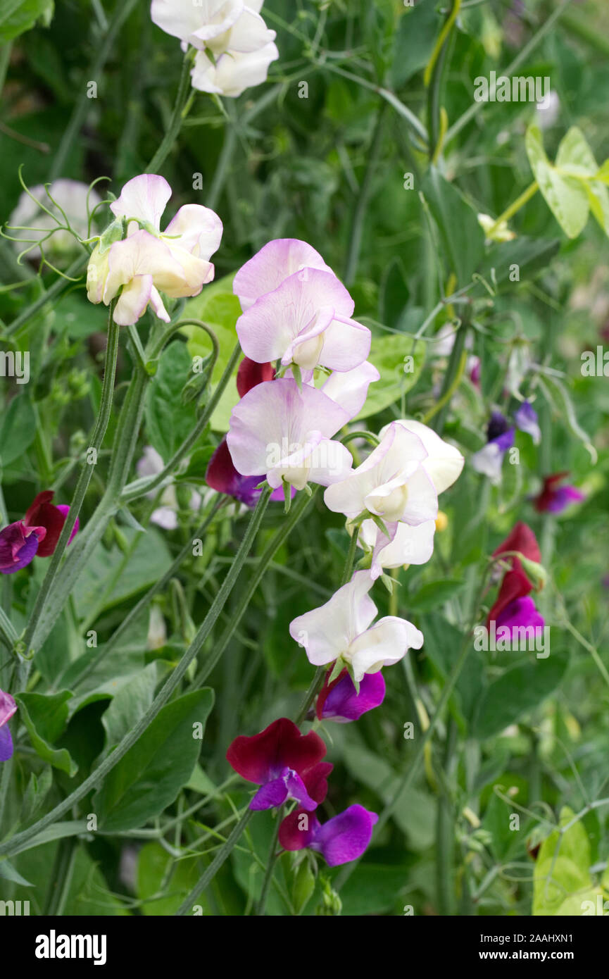 Lathyrus odoratus 'Alta Scent' - pisello dolce 'Alta Scent' - Lathyrus odoratus Matucana - Luglio Foto Stock