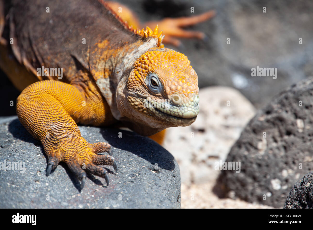 Terra Galapagos iguana (Conolophus subcristatus) camminano su Black Rock Foto Stock