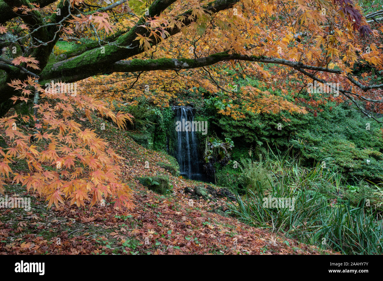 I colori autunnali nel giardino botanico, Sussex, Regno Unito Foto Stock
