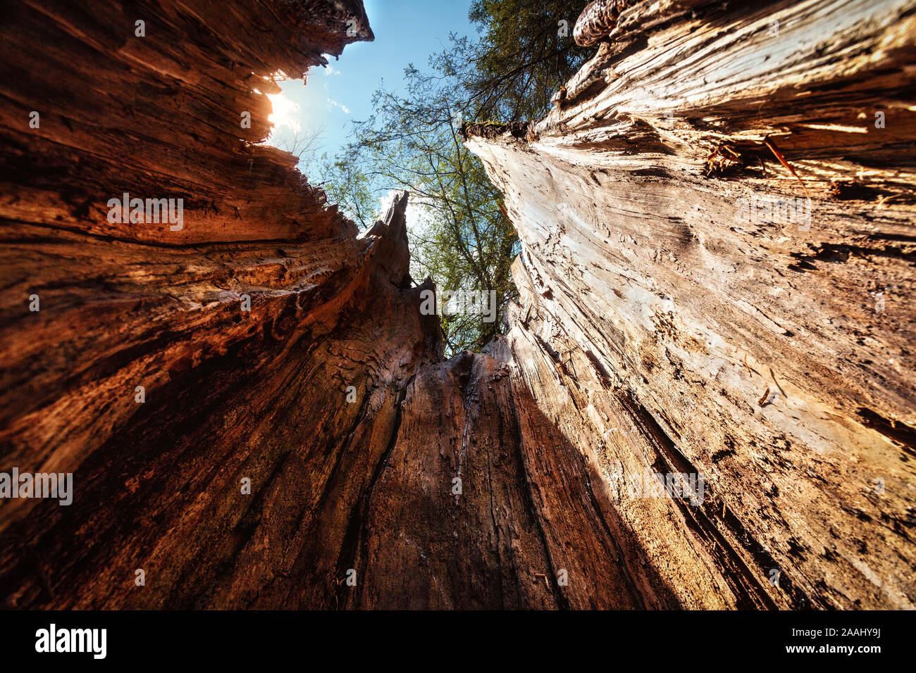 Vista dall'interno di una struttura cava burl Foto Stock