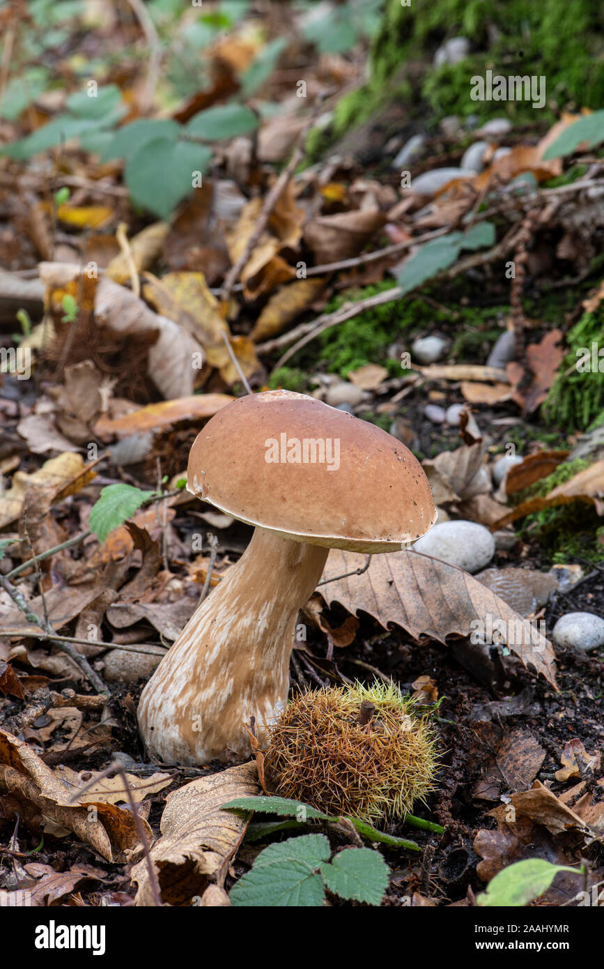 Cep, o Penny Bun fungo: Funghi Porcini eduls. Surrey, Regno Unito. Foto Stock