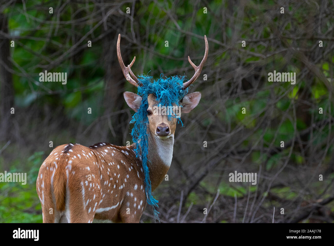 Il conflitto uomo animale (Spotted Deer) Foto Stock