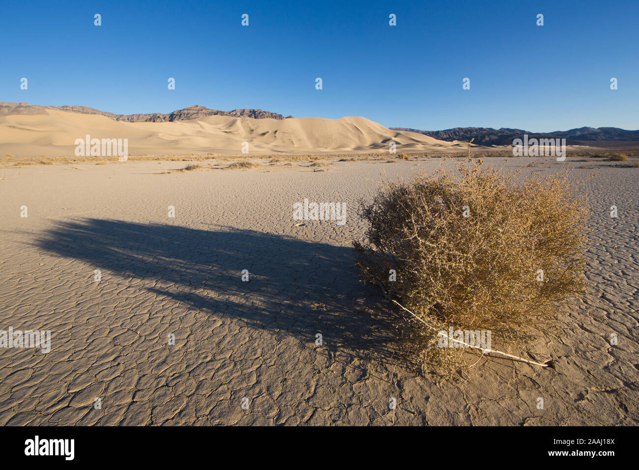 Un ombra lunga di tumbleweed con Eureka dune in background. Foto Stock