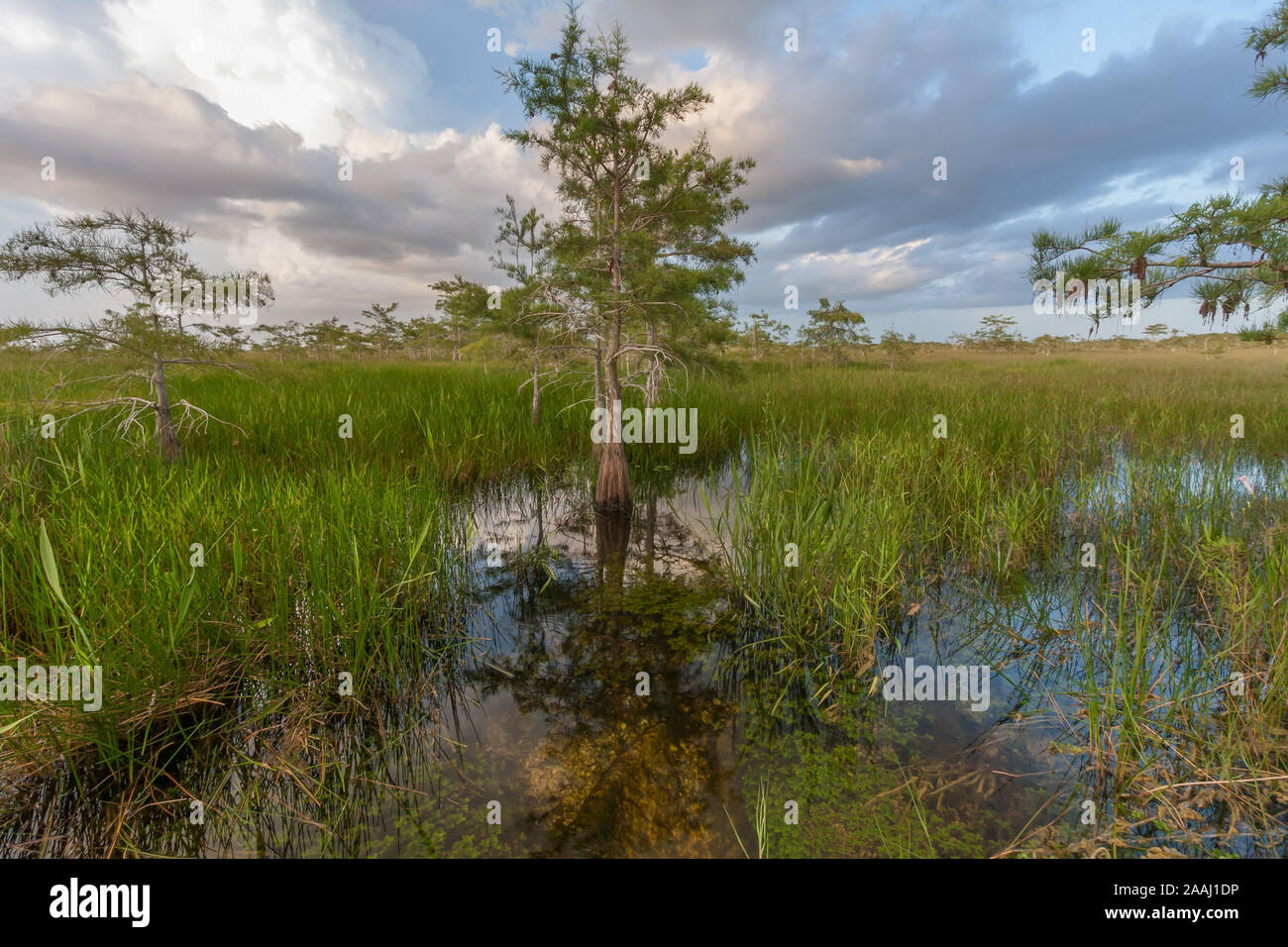 Un lone tree sul allagata erba sega prairie di Everglades National Park subito dopo una tempesta di rottura. Foto Stock