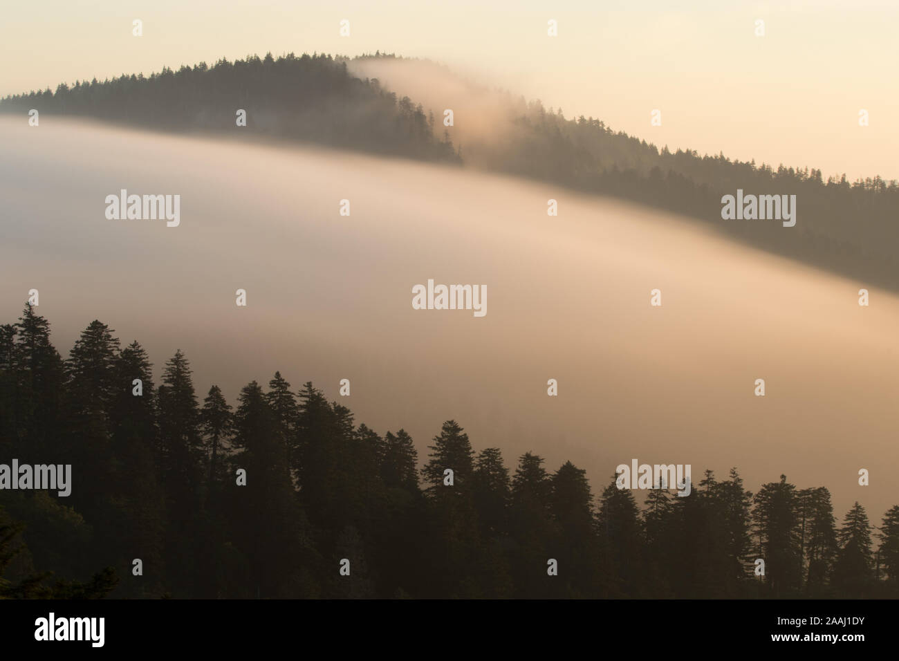 Una banca cloud rotolando su di un crinale all'alba nella Great Smokey Mountains National Park. Foto Stock