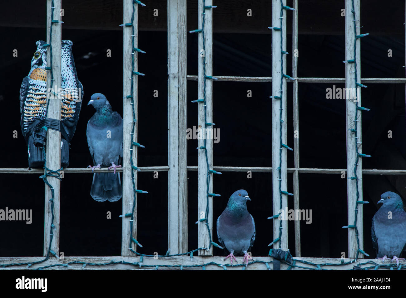 Tre piccioni appollaiato accanto a un gufo decoy nella finestra di una chiesa. Foto Stock