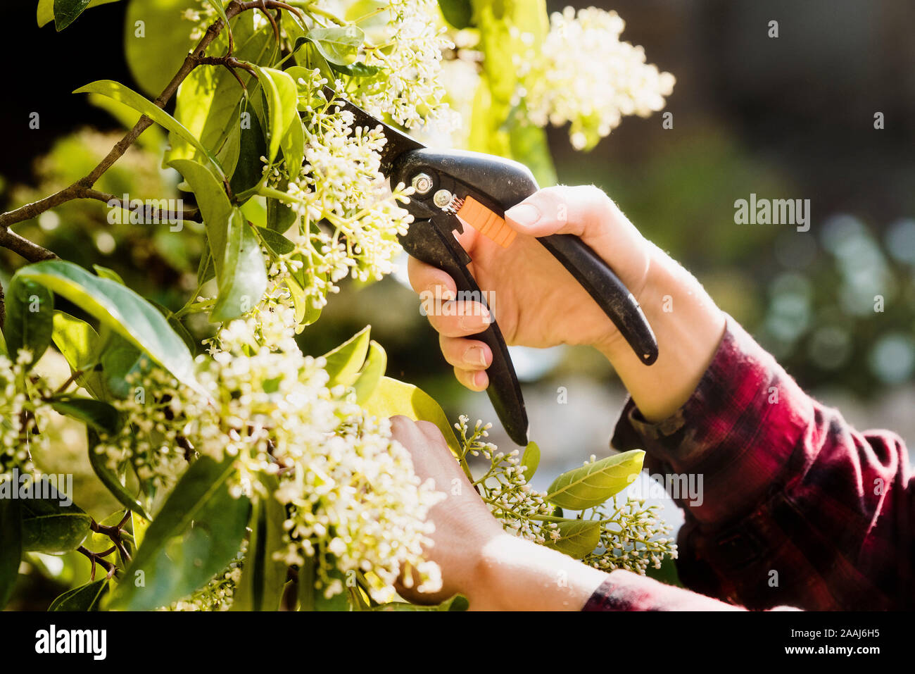 Donna di fiori di potatura in giardino Foto Stock