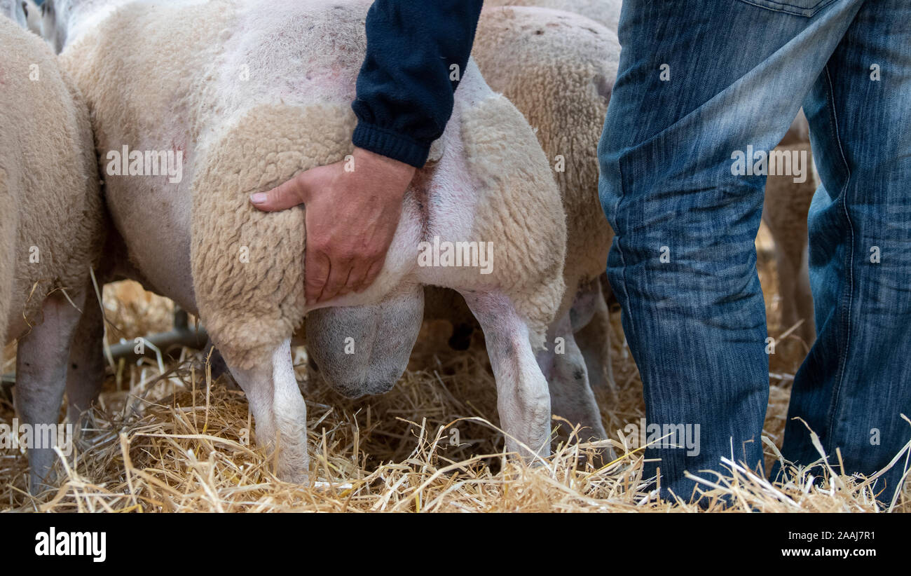 Contadino con la sensazione che il muscolo sulla groppa di un beltex ram a un mercato con vendita all'asta. Cumbria, Regno Unito. Foto Stock