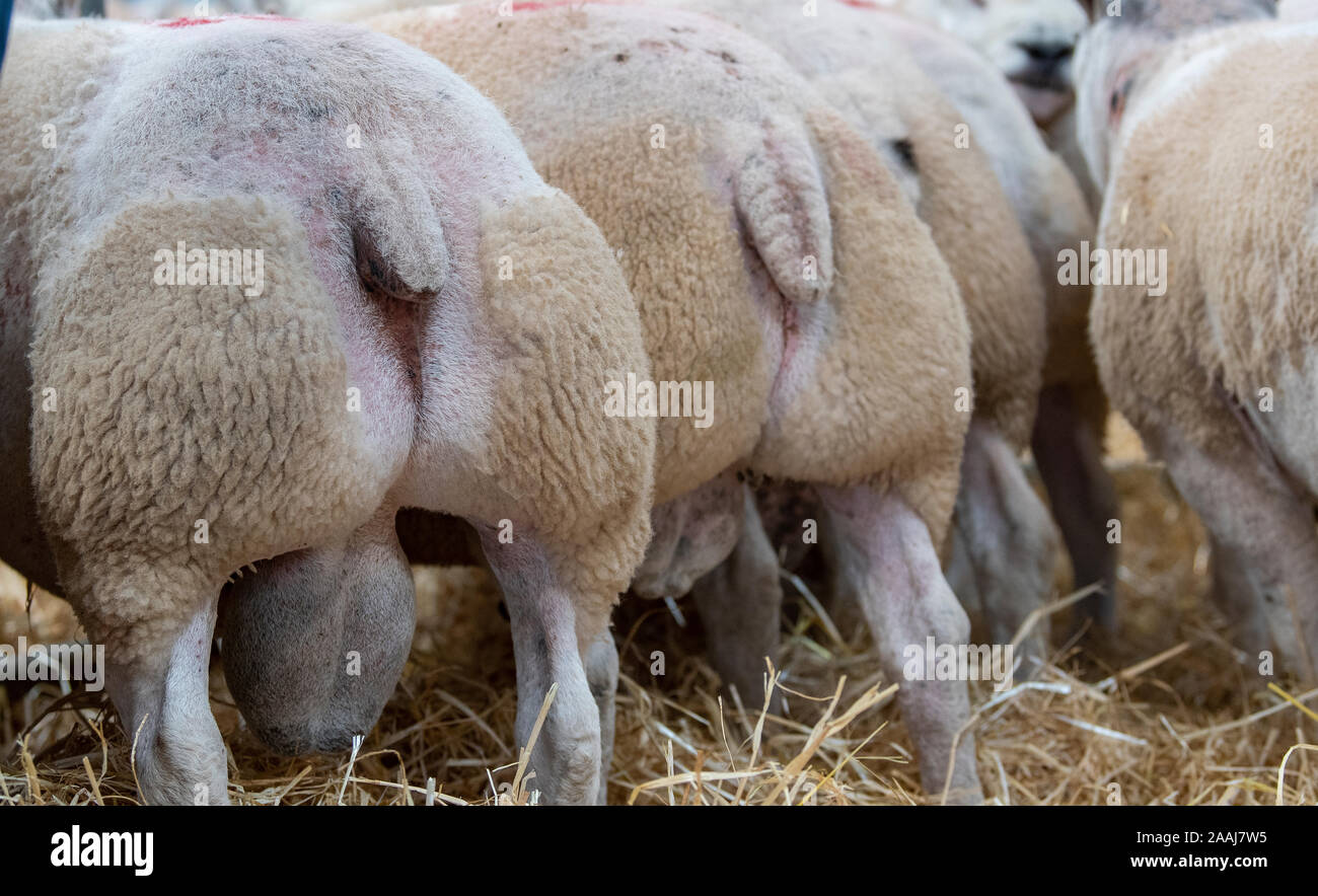 Parotite muscly di montoni Beltex ad una vendita di bestiame, Cumbria, Regno Unito. Foto Stock