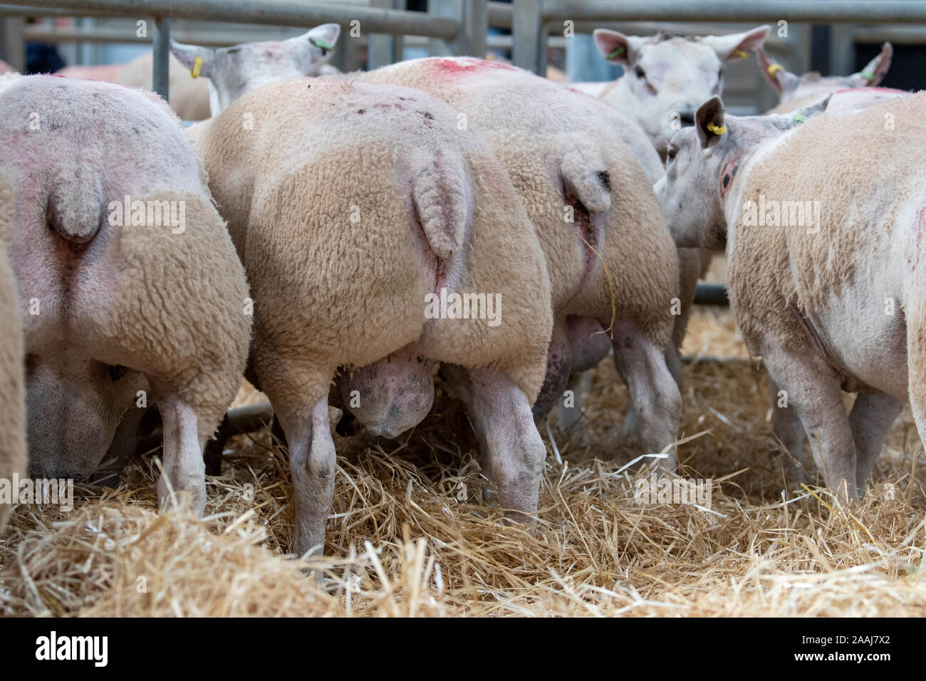 Parotite muscly di montoni Beltex ad una vendita di bestiame, Cumbria, Regno Unito. Foto Stock