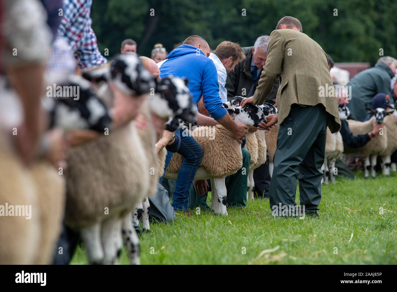 Line up del Nord dell Inghilterra muli essendo giudicato a Penrith Visualizza, Cumbria, Regno Unito, 2019. Foto Stock