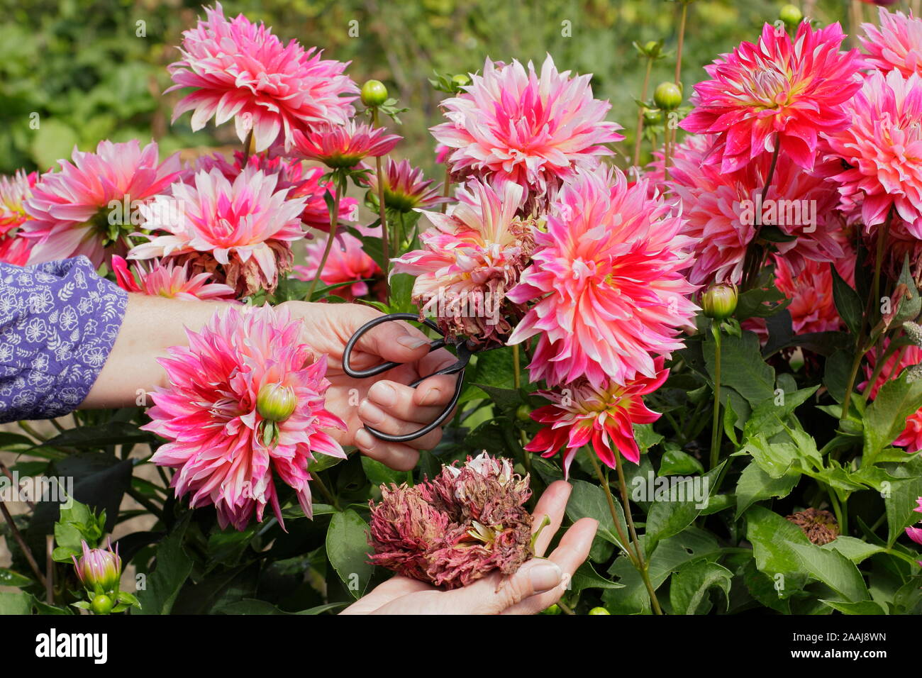 Donna deadheading dalie in tarda estate giardino confine - Settembre. Regno Unito Foto Stock