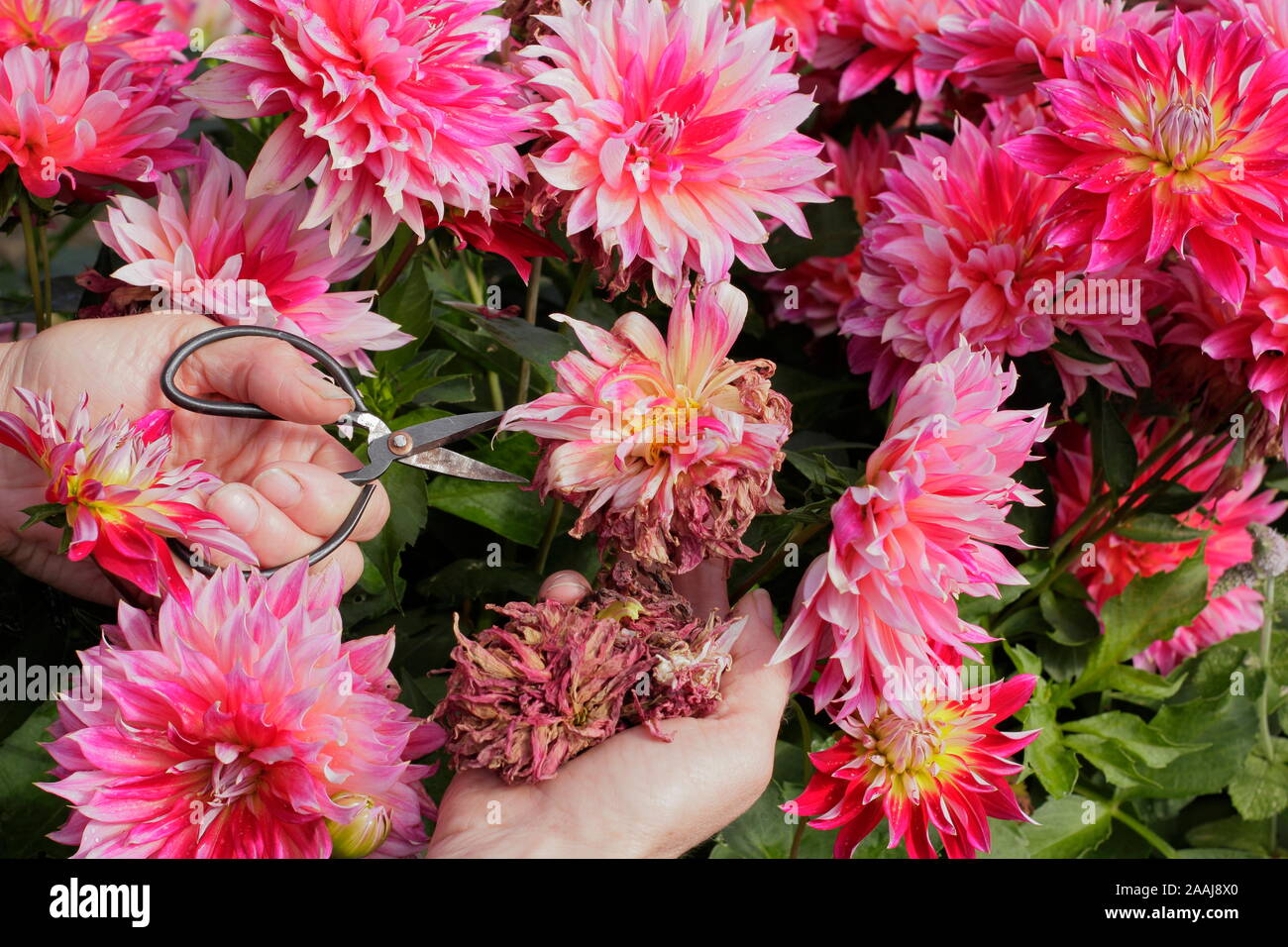 Donna deadheading dalie in tarda estate giardino confine - Settembre. Regno Unito Foto Stock