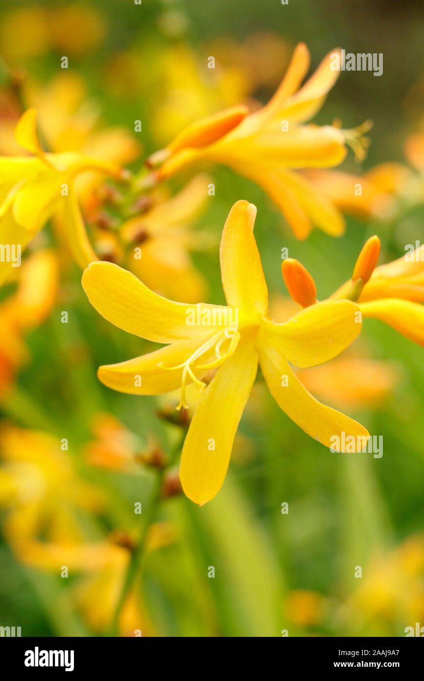 Crocosmia x crocosmiiflora 'George Davison' montbretia visualizzazione giglio distintivo come fiori in tarda estate. Regno Unito Foto Stock